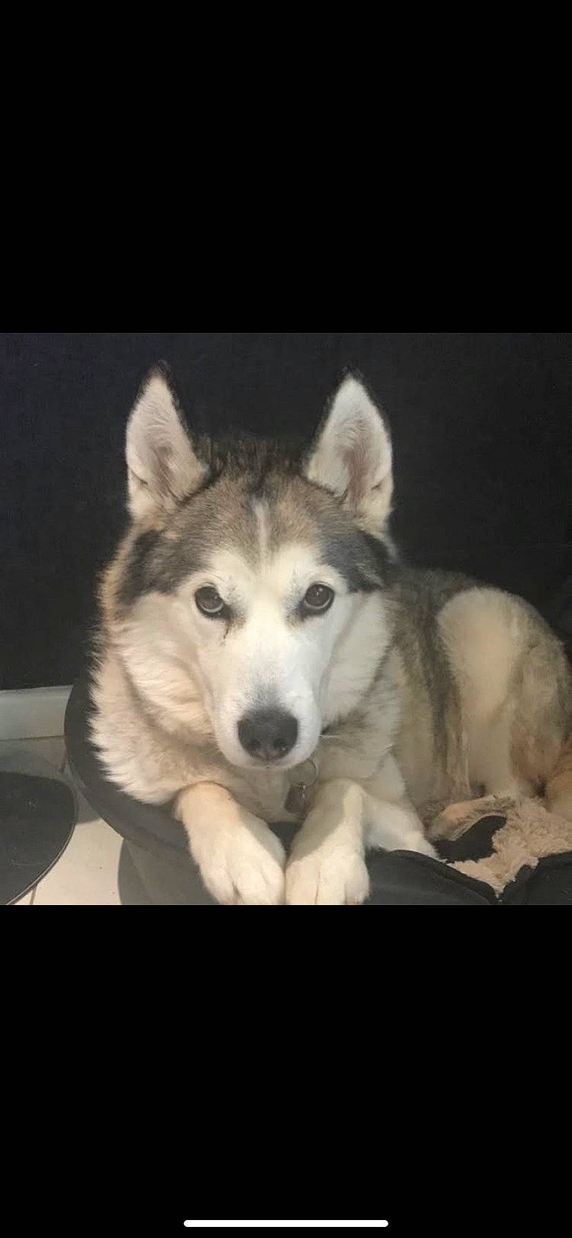 Summer joined the competition — help win amazing prizes! ancient_dog_breeds, art, canis, carnivore, companion_dog, dog, dog_breed, fur, monochrome, monochrome_photography, non_sporting_group, siberian_husky, sled_dog, snout, square, terrestrial_animal, whiskers, wolf, working_animal, working_dog