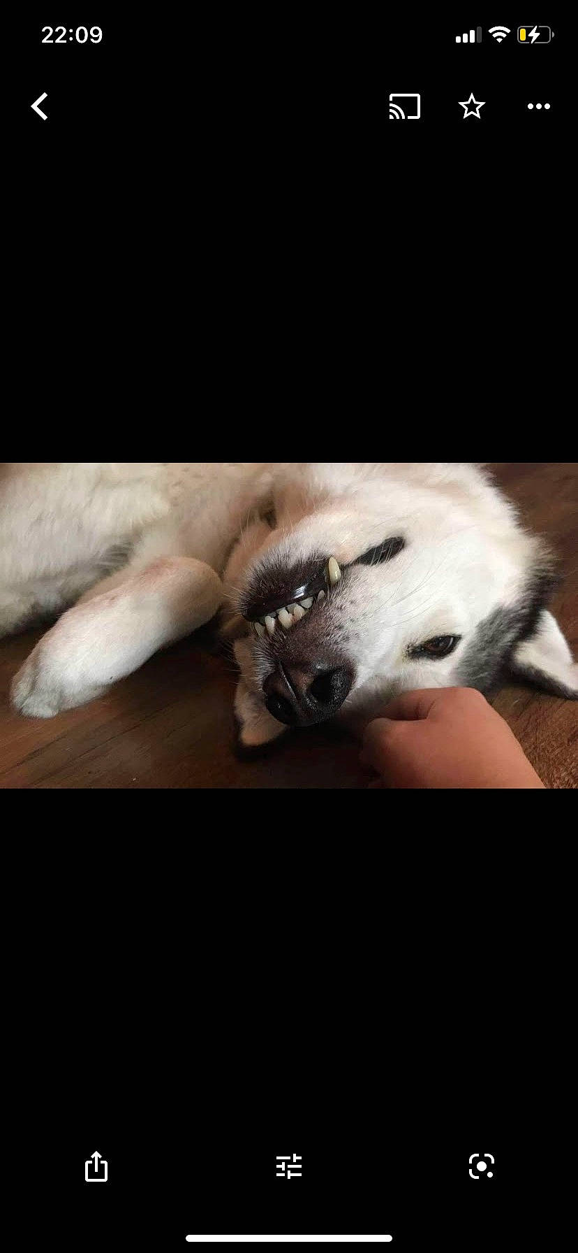 Summer is registered to the contest to win money with this photo: canidae, carnivore, comfort, companion_dog, darkness, dog, dog_breed, fawn, felidae, fur, nap, paw, photo_caption, puppy, sky, sleep, snout, sporting_group, whiskers, working_animal