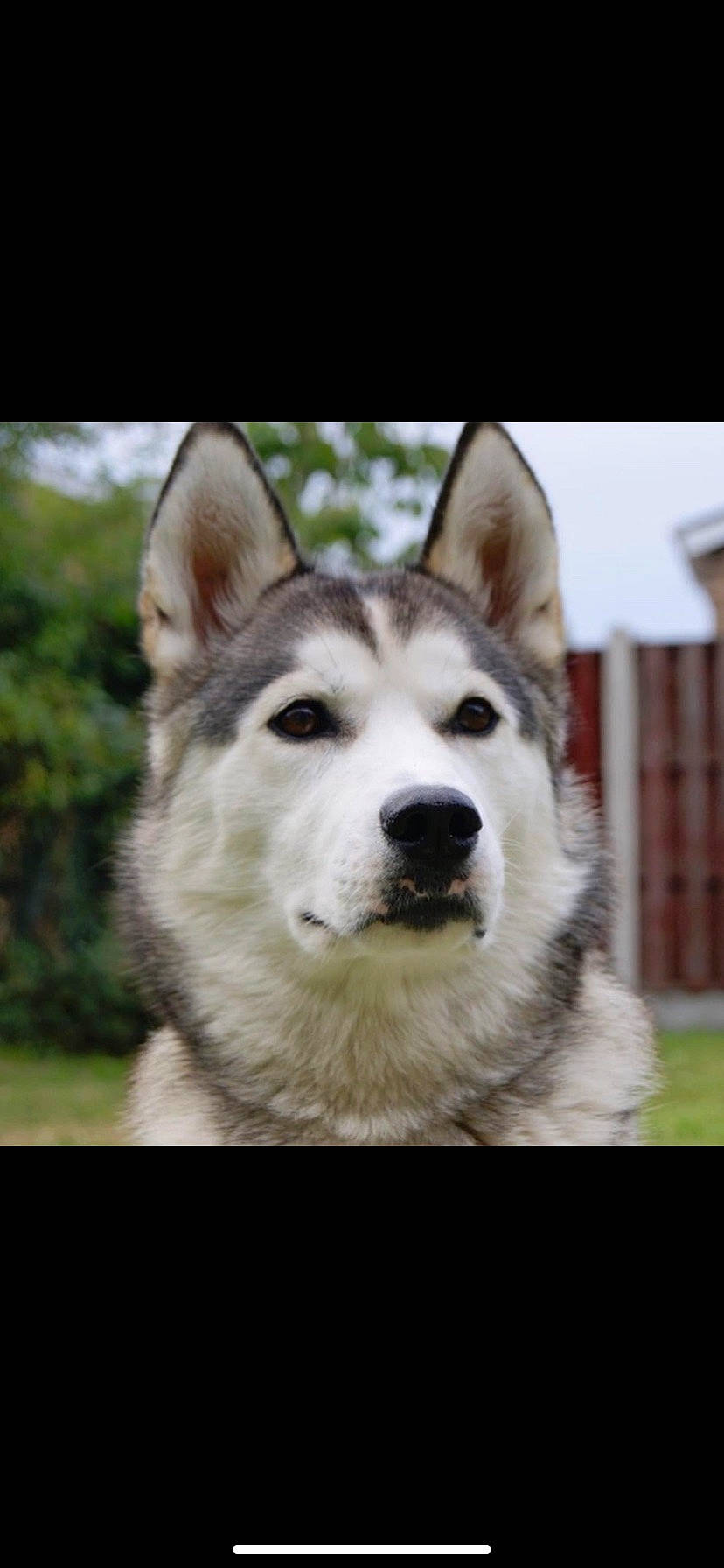 Summer joined the competition — help win amazing prizes! ancient_dog_breeds, art, carnivore, collar, companion_dog, dog, dog_breed, fur, jaw, non_sporting_group, siberian_husky, sky, sled_dog, snout, terrestrial_animal, tree, whiskers, wildlife, working_animal, working_dog