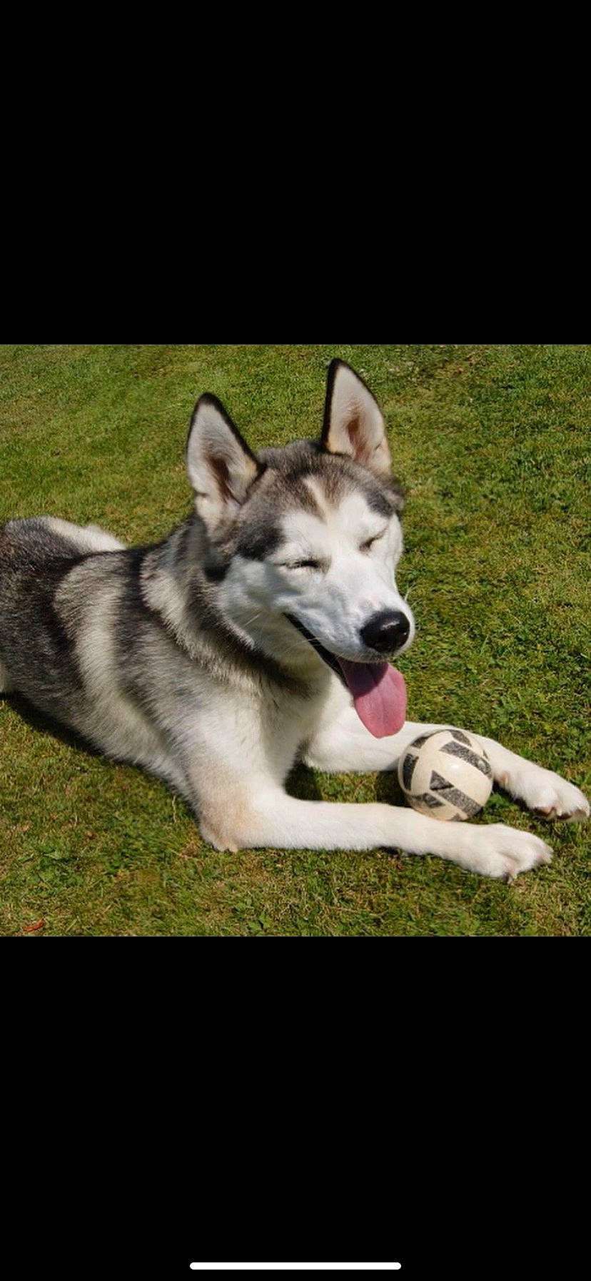 Summer is registered to the contest to win money with this photo: ancient_dog_breeds, canidae, carnivore, companion_dog, dog, dog_breed, grass, non_sporting_group, plant, sled_dog, terrestrial_animal, working_dog