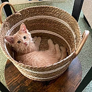 Cheddar is registered to the contest to win money with this photo: kitten, cat, basket, woven_basket, wooden_stool, orange_cat, pet, indoor, curious, feline, cozy, cute, fur, animal, resting, small, domestic, home, floor, carpet
