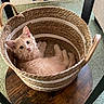 kitten, cat, basket, woven_basket, wooden_stool, orange_cat, pet, indoor, curious, feline, cozy, cute, fur, animal, resting, small, domestic, home, floor, carpet