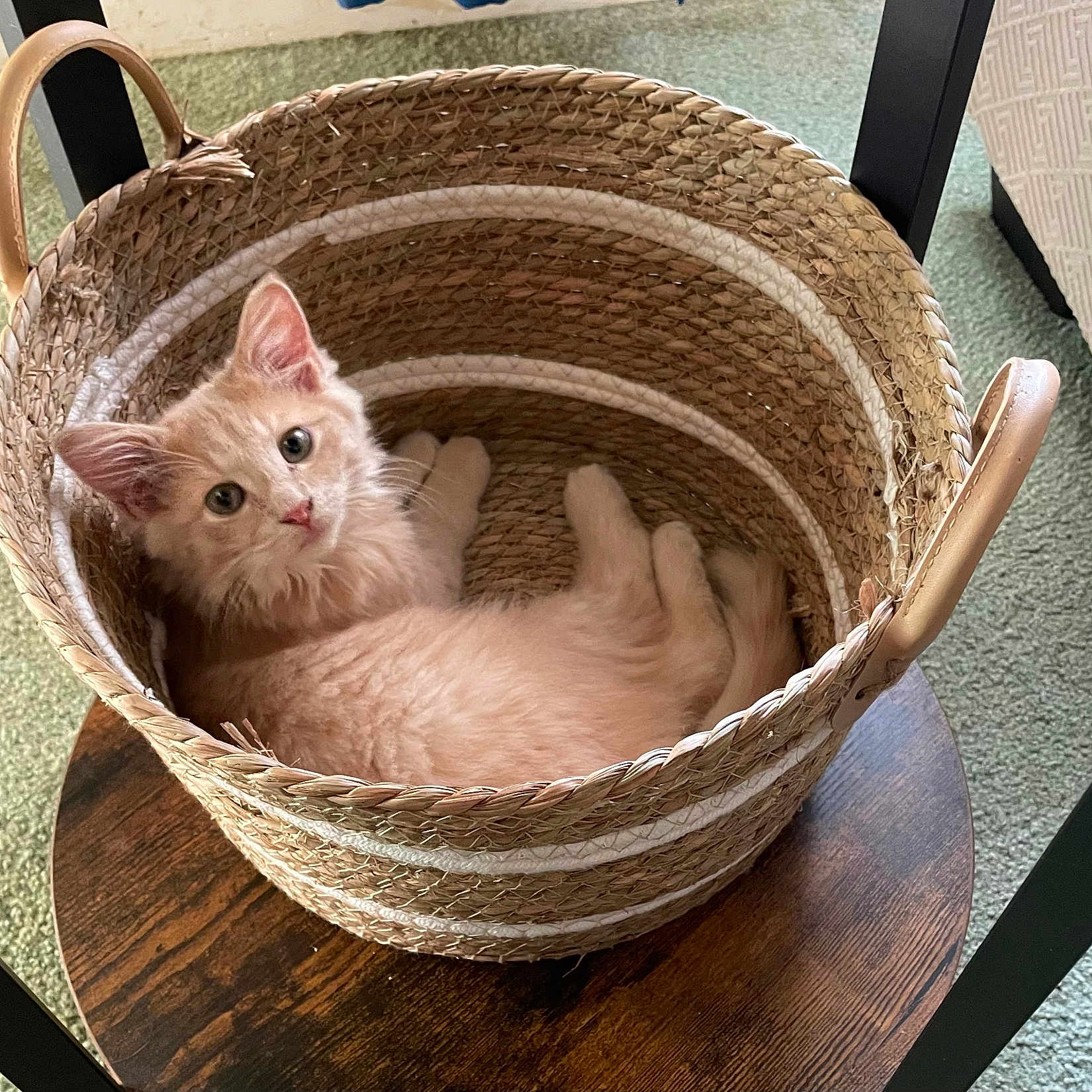 Cheddar