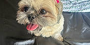 Misu joined the competition — help win amazing prizes! dog, small_dog, fluffy, tongue_out, pet, bow, cute, indoor, blanket, patterned_blanket, fur, animal, companion, looking_up, black_surface, playful, adorable, closeup, sitting, face
