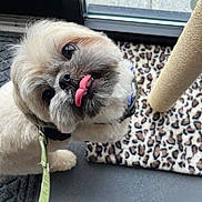 Misu is registered to the contest to win money with this photo: dog, tongue_out, fluffy, leash, harness, indoor, carpet, leopard_print, scratching_post, window, door, floor, pet, cute, small_dog, looking_up, playful, animal, fur, expression