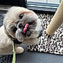 dog, tongue_out, fluffy, leash, harness, indoor, carpet, leopard_print, scratching_post, window, door, floor, pet, cute, small_dog, looking_up, playful, animal, fur, expression