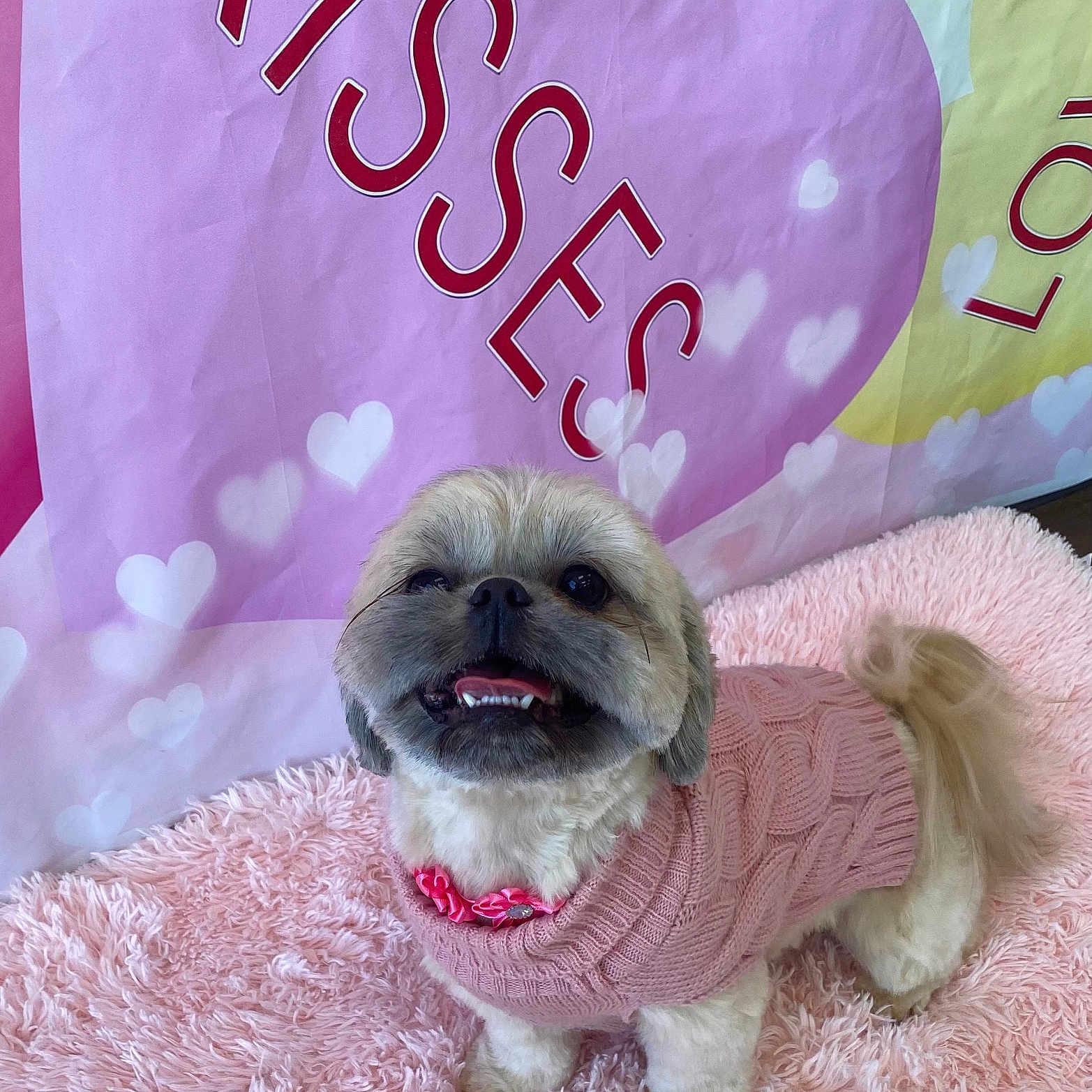 Misu joined the competition — help win amazing prizes! adorable, animal, cozy, cute, dog, fluffy_rug, fur, happy, heart_background, indoor, kisses_text, pastel_colors, pet, pink_collar, pink_sweater, portrait, small_dog, smiling, standing, tongue_out