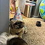 dog, party_hat, birthday, carpet, indoor, person, barefoot, trash_can, door, floor, blurred_foreground, pet, celebration, home, living_room, animal, cute, small_dog, confused, casual