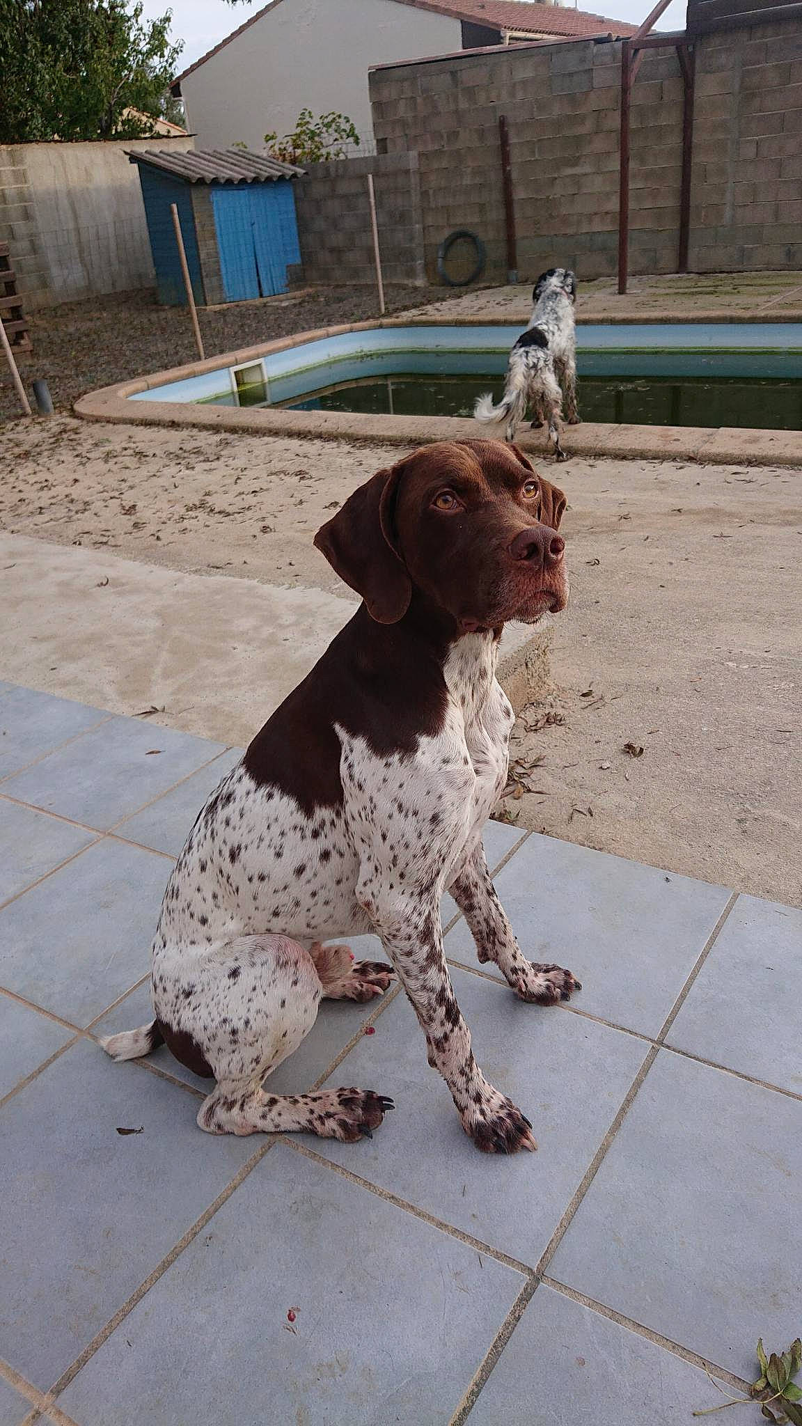 Patton participe au concours pour gagner de l'argent avec cette photo : braque_francais, canidae, carnivore, collar, companion_dog, dog, dog_breed, dog_collar, fawn, fur, gun_dog, leash, liver, sidewalk, snout, sporting_group, tail, terrestrial_animal, window, working_animal