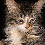 Coco joined the competition — help win amazing prizes! animal, cat, closeup, cute, domestic, ears, eyes, face, feline, fluffy, fur, mammal, nature, pet, portrait, relaxed, sleepy, soft, tabby, whiskers