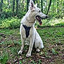 dog, white_dog, canine, sitting, forest, trees, greenery, nature, outdoor, leaves, grass, sunlight, harness, tongue_out, ears_up, happy, pet, animal, daylight, woodland