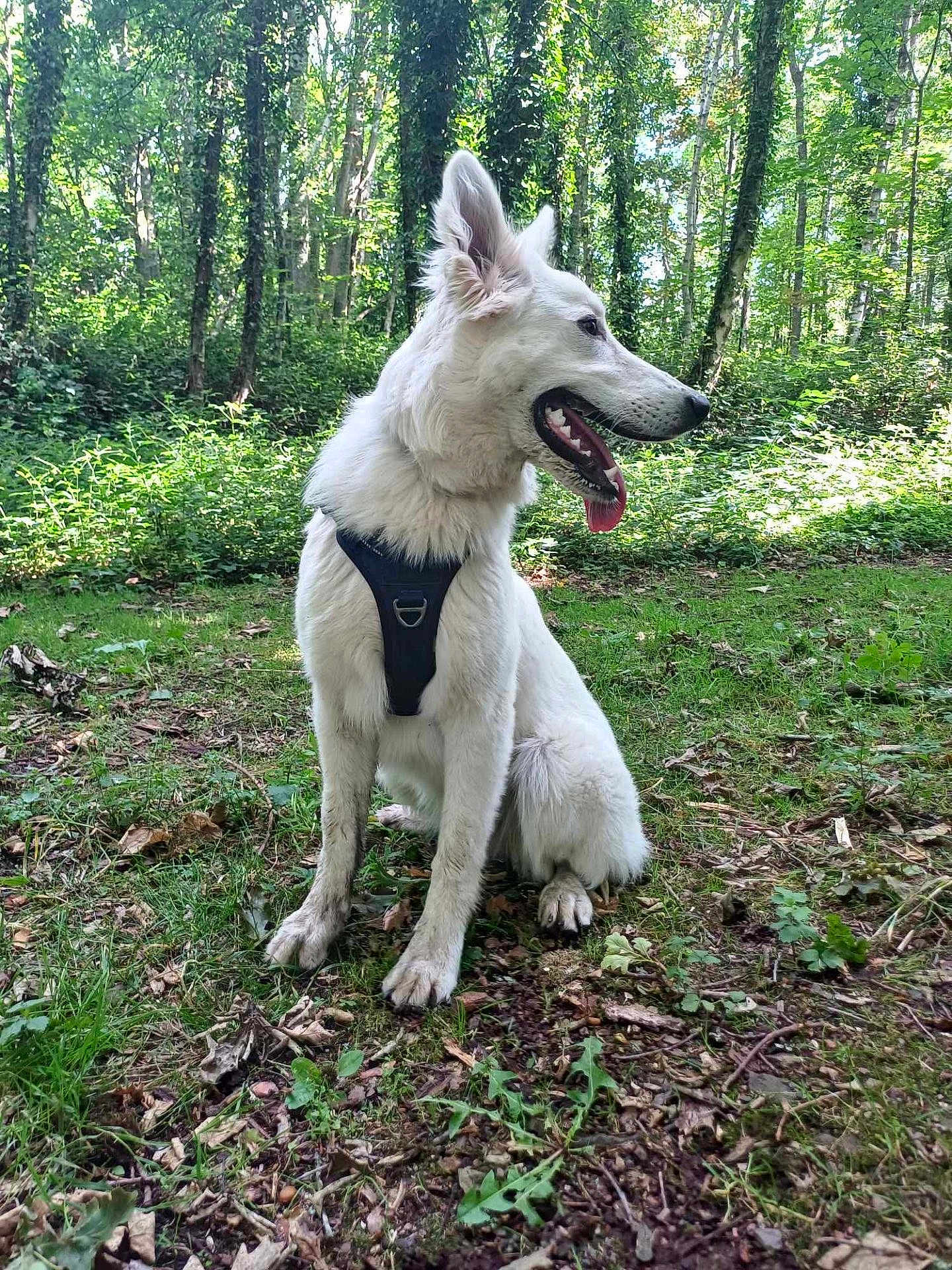 Vodka participe au concours pour gagner de l'argent avec cette photo : dog, white_dog, canine, sitting, forest, trees, greenery, nature, outdoor, leaves, grass, sunlight, harness, tongue_out, ears_up, happy, pet, animal, daylight, woodland
