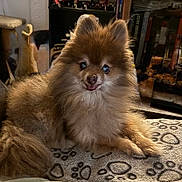 Tammy Carlsson joined the competition — help win amazing prizes! animal, blanket, canine, companion, cozy, cute, dog, domestic, ears, face, fluffy, fur, indoor, paw_prints, pet, pomeranian, portrait, relaxed, resting, tail