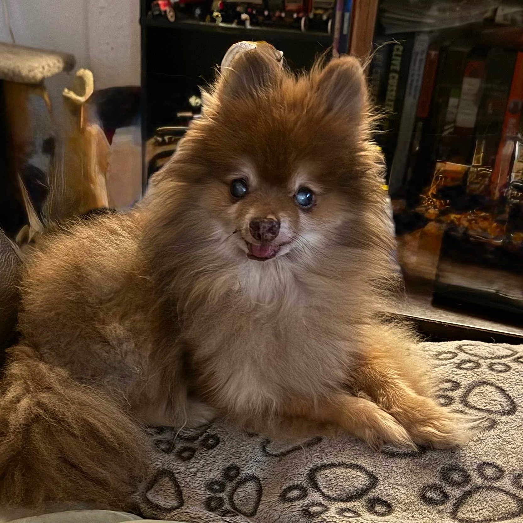 Tammy Carlsson joined the competition — help win amazing prizes! animal, blanket, canine, companion, cozy, cute, dog, domestic, ears, face, fluffy, fur, indoor, paw_prints, pet, pomeranian, portrait, relaxed, resting, tail