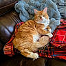 Tails is registered to the contest to win money with this photo: blanket, cat, couch, cozy, domestic_cat, feline, fluffy, fur, gray_throw, indoor, leather_couch, orange_cat, pet, plaid, red_blanket, relaxing, resting, sunlight, whiskers, white_fur