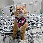 Tails joined the competition — help win amazing prizes! bandana, bed, blanket, bookshelf, cat, closed_doors, cute, feline, floral_blanket, indoor, licking, orange_cat, pet, playful, purple_bandana, room, sitting, striped_blanket, tongue_out, white_paws