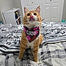 bandana, bed, blanket, bookshelf, cat, closed_doors, cute, feline, floral_blanket, indoor, licking, orange_cat, pet, playful, purple_bandana, room, sitting, striped_blanket, tongue_out, white_paws