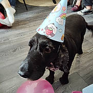 Fauve a rejoint le concours — aidez-le/la à gagner de superbes lots ! dog, party_hat, balloon, indoor, flooring, people, footwear, pink, black_dog, party, celebration, toy, curious, animal, pet, home, floor, sitting, legs, casual