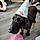 Fauve