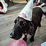 dog, party_hat, balloon, indoor, flooring, people, footwear, pink, black_dog, party, celebration, toy, curious, animal, pet, home, floor, sitting, legs, casual