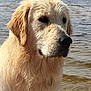 Oscar a rejoint le concours — aidez-le/la à gagner de superbes lots ! carnivoran, companion_dog, dog, dog_breed, dog_breed_group, dog_like_mammal, fur, golden_retriever, labrador_retriever, mammal, retriever, snout, sporting_group, whiskers