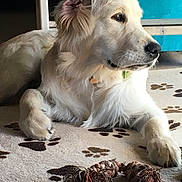 Oscar a rejoint le concours — aidez-le/la à gagner de superbes lots ! companion_dog, dog, dog_breed, dog_breed_group, dog_like_mammal, fur, golden_retriever, retriever, snout, sporting_group, whiskers