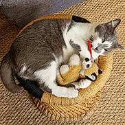 Plume a rejoint le concours — aidez-le/la à gagner de superbes lots ! animal, biting, carpet, cat, cozy, cute, feline, furniture, gray_and_white, home, indoor, paw, pet, playful, relaxed, resting, stuffed_toy, texture, toy, woven_basket