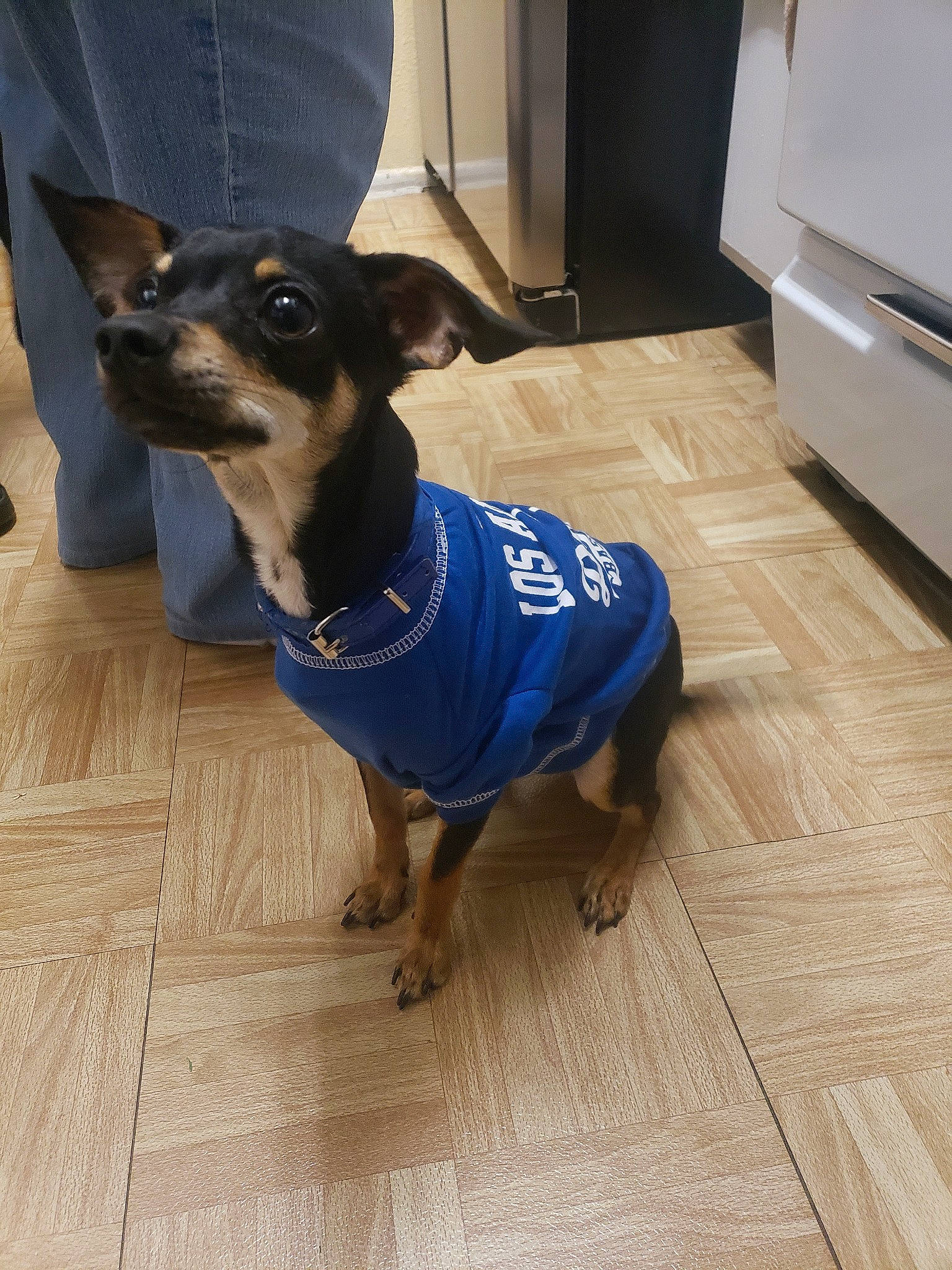 Tiny is registered to the contest to win money with this photo: black_and_tan_terrier, canidae, carnivore, companion_dog, dog, dog_breed, dog_clothes, english_toy_terrier, floor, flooring, german_pinscher, mammal, manchester_terrier, miniature_pinscher, pinscher, prazsky_krysarik, snout, toy_dog, toy_manchester_terrier, vertebrate