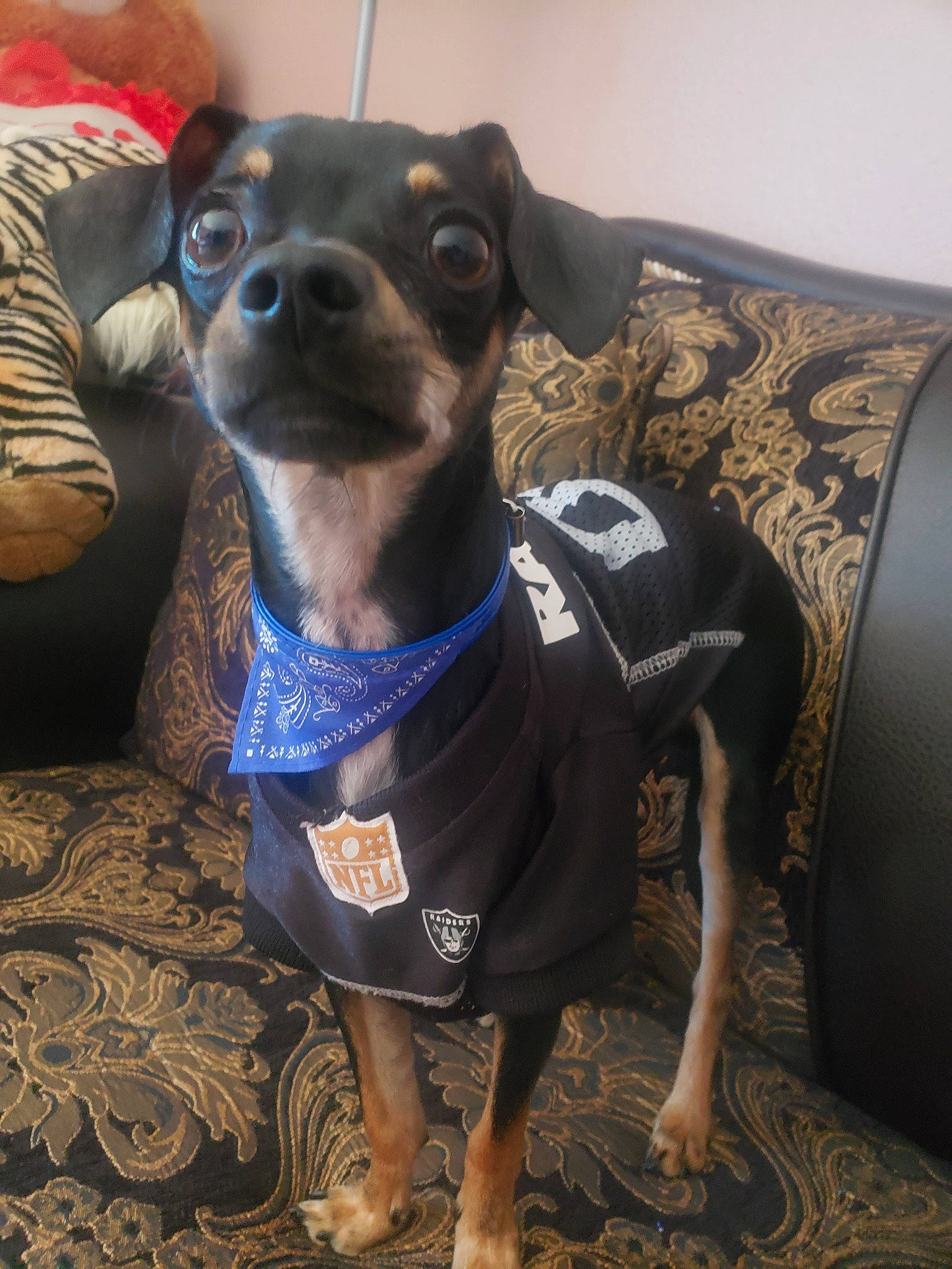 Tiny joined the competition — help win amazing prizes! canidae, carnivore, companion_dog, dog, dog_breed, dog_clothes, dog_collar, feist, mammal, miniature_fox_terrier, miniature_pinscher, puppy, rat_terrier, snout, toy_dog