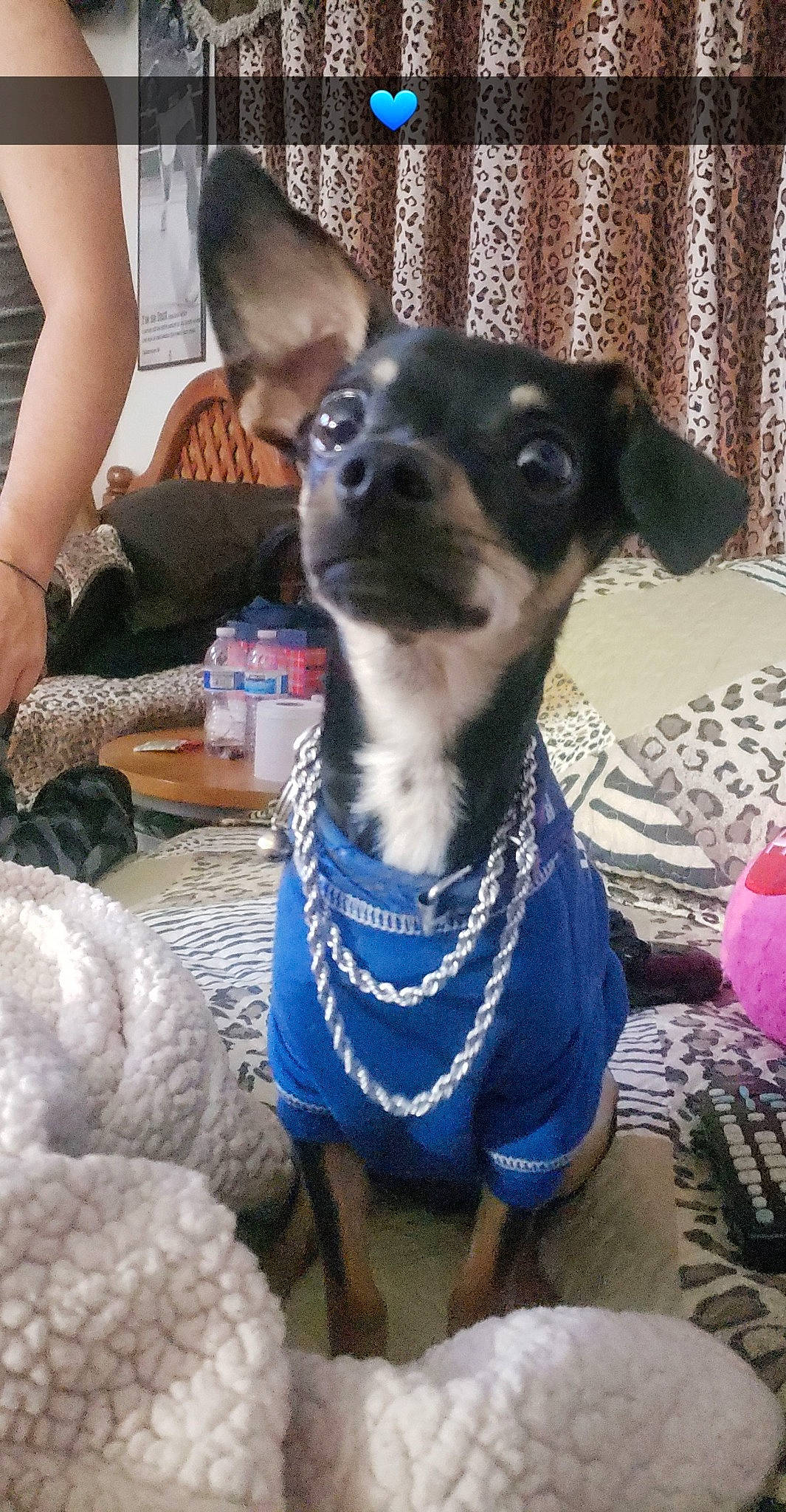 Tiny joined the competition — help win amazing prizes! canidae, carnivore, chihuahua, companion_dog, dog, dog_breed, fawn, feist, mammal, miniature_fox_terrier, miniature_pinscher, puppy, rat_terrier, ratonero_bodeguero_andaluz, snout, toy_dog, toy_fox_terrier, vertebrate