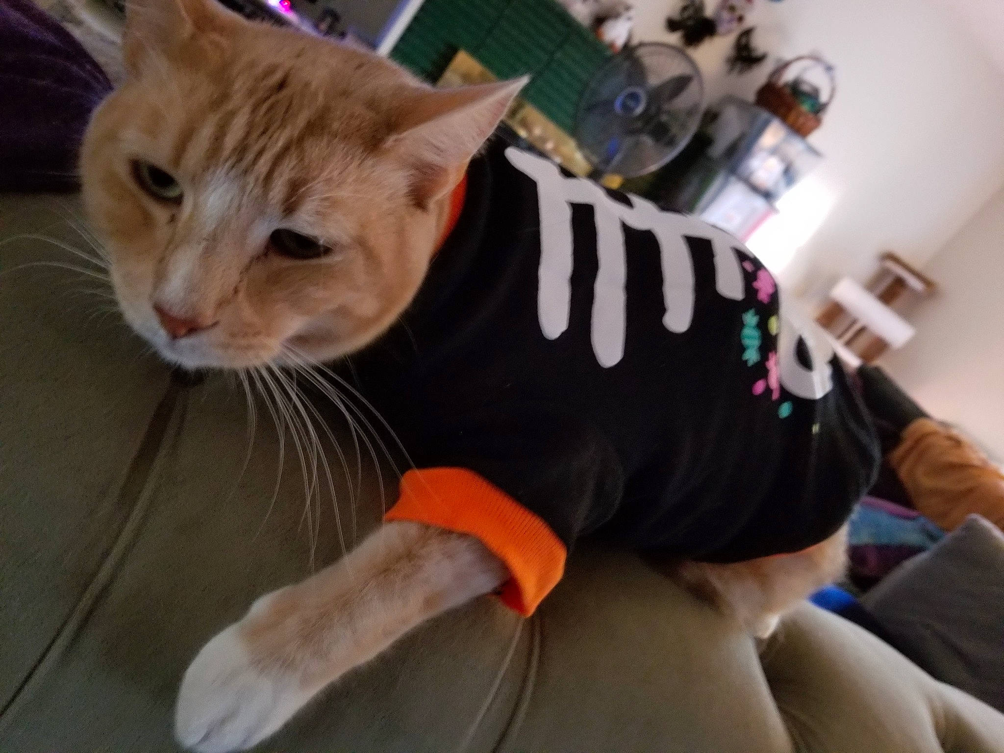 Snarf is registered to the contest to win money with this photo: asian, carnivore, cat, ear, felidae, kitten, paw, small_to_medium_sized_cats, t_shirt, tabby_cat, tail, whiskers