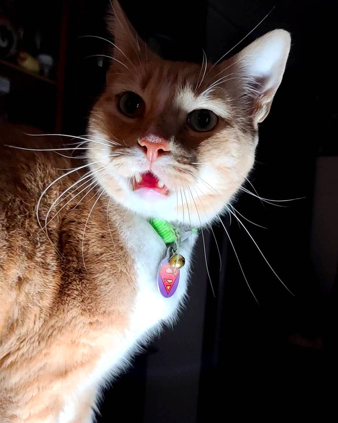 Snarf joined the competition — help win amazing prizes! aegean_cat, american_wirehair, asian, carnivore, cat, domestic_short_haired_cat, ear, european_shorthair, eye, felidae, fur, kitten, mammal, mouth, nose, small_to_medium_sized_cats, snout, tail, whiskers