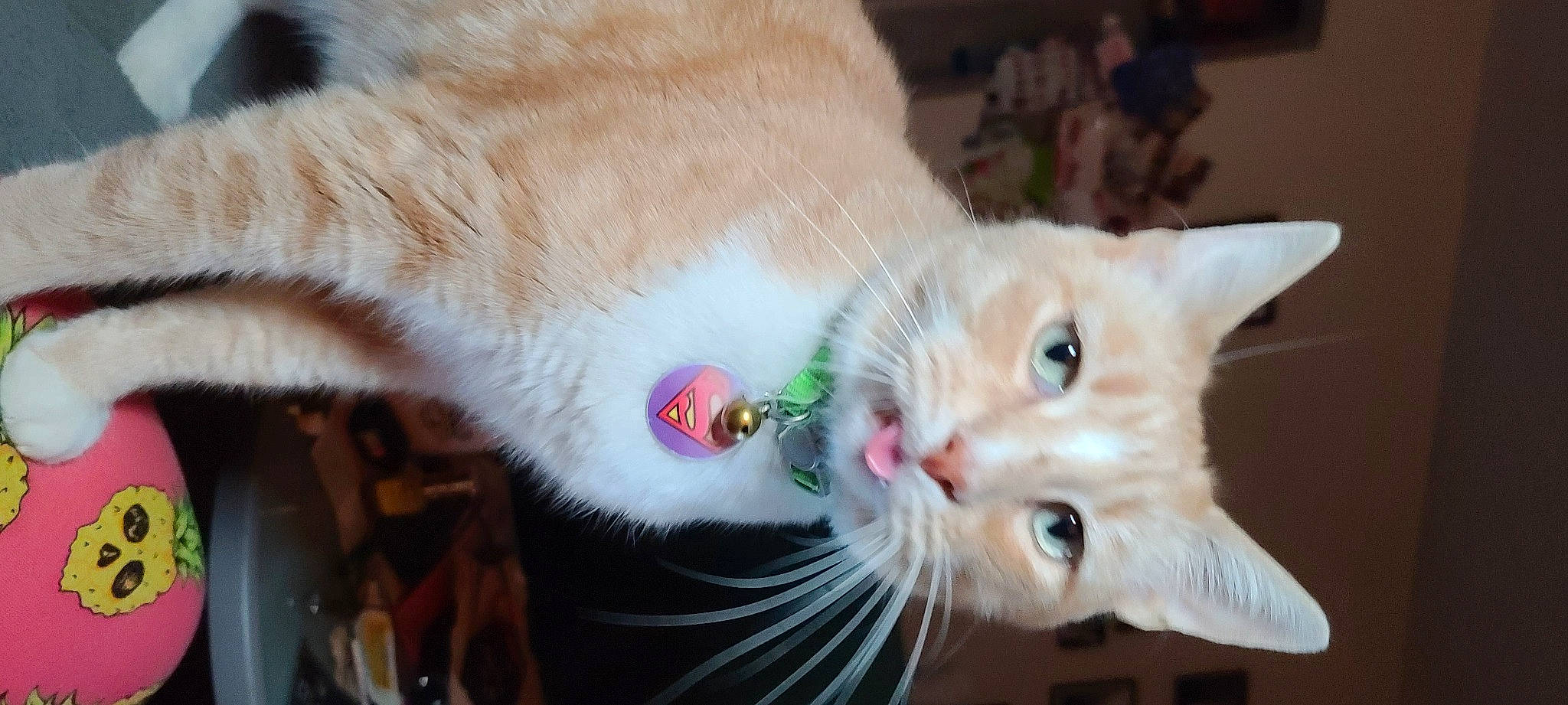 Snarf is registered to the contest to win money with this photo: asian, burmilla, carnivore, cat, claw, colorpoint_shorthair, ear, european_shorthair, eye, fawn, felidae, javanese, khao_manee, kitten, mammal, oriental_longhair, small_to_medium_sized_cats, turkish_angora, turkish_van, whiskers