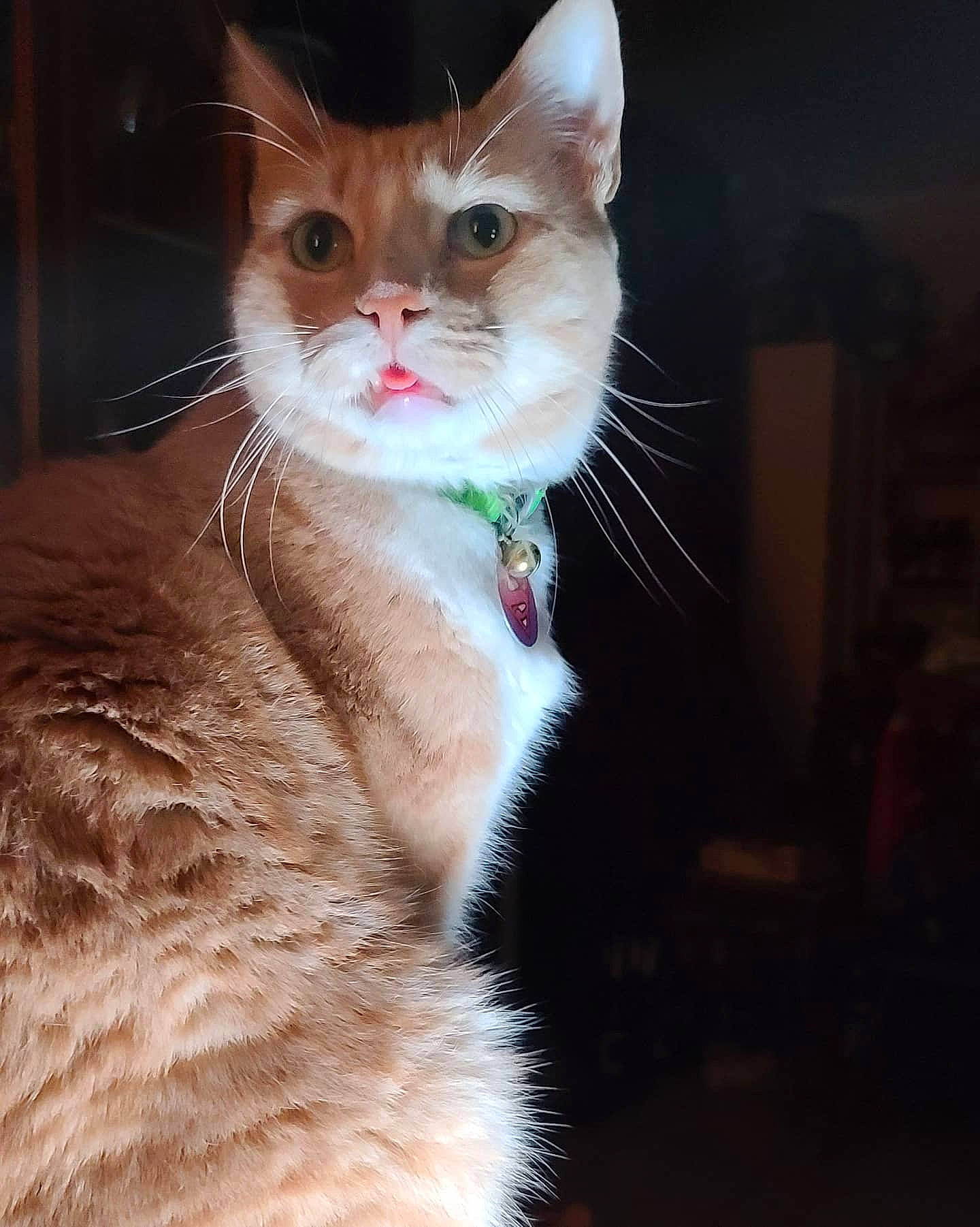 Snarf is registered to the contest to win money with this photo: aegean_cat, american_wirehair, asian, carnivore, cat, domestic_short_haired_cat, ear, eye, felidae, fur, german_rex, kitten, mammal, nose, ojos_azules, small_to_medium_sized_cats, snout, tabby_cat, turkish_van, whiskers