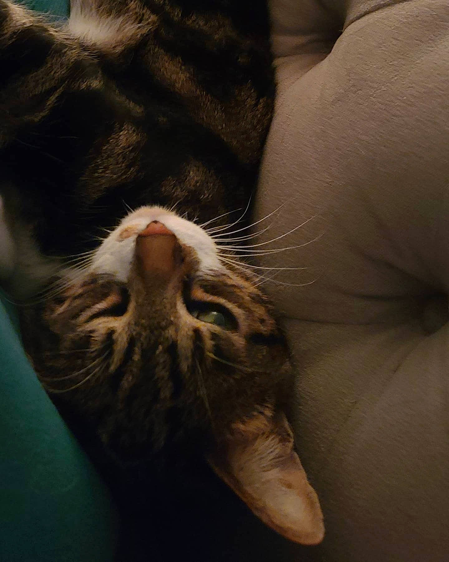 Wicket is registered to the contest to win money with this photo: carnivore, cat, claw, european_shorthair, felidae, fur, kitten, nose, paw, small_to_medium_sized_cats, snout, tabby_cat, tail, whiskers