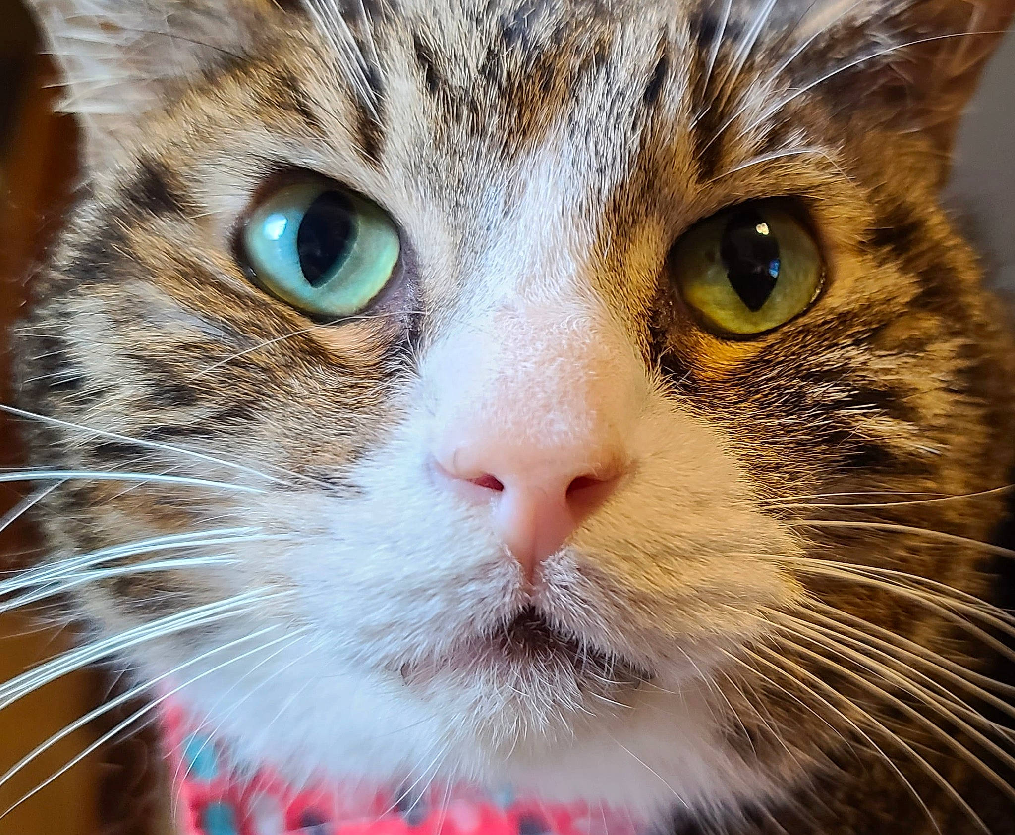 Gizmo is registered to the contest to win money with this photo: aegean_cat, american_wirehair, asian, carnivore, cat, close_up, domestic_short_haired_cat, european_shorthair, eye, face, felidae, fur, iris, mammal, nose, organ, small_to_medium_sized_cats, snout, tabby_cat, whiskers
