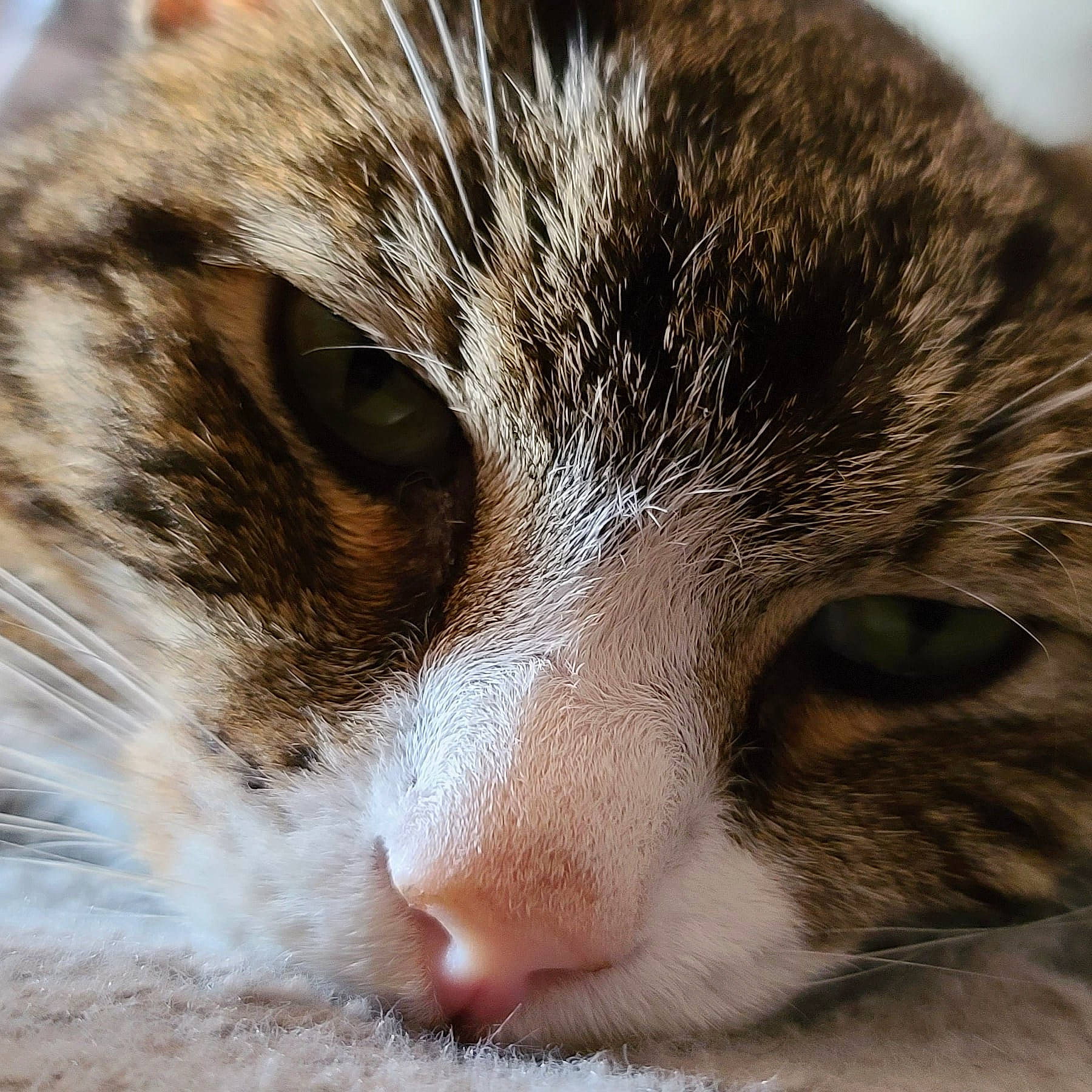 Gizmo joined the competition — help win amazing prizes! aegean_cat, american_wirehair, asian, carnivore, cat, close_up, domestic_short_haired_cat, european_shorthair, eye, felidae, fur, kitten, nose, sleep, small_to_medium_sized_cats, snout, tabby_cat, whiskers