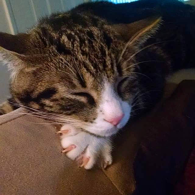 Gizmo joined the competition — help win amazing prizes! aegean_cat, american_shorthair, american_wirehair, asian, california_spangled, carnivore, cat, domestic_short_haired_cat, dragon_li, european_shorthair, eye, felidae, fur, kitten, nose, polydactyl_cat, small_to_medium_sized_cats, snout, tabby_cat, whiskers