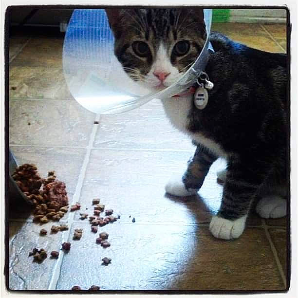 Gizmo is registered to the contest to win money with this photo: aegean_cat, carnivore, cat, domestic_short_haired_cat, european_shorthair, felidae, kitten, paw, photo_caption, photography, play, polydactyl_cat, small_to_medium_sized_cats, square, tabby_cat, whiskers