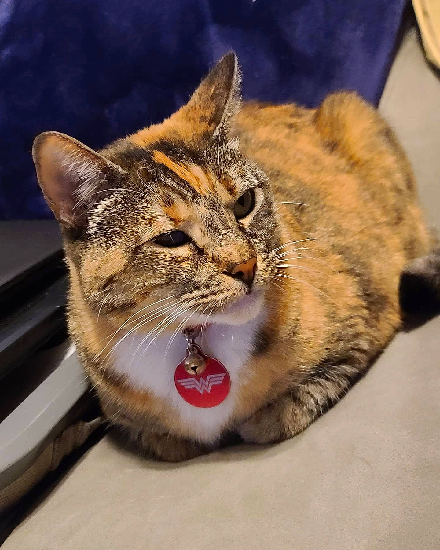 Harleyquinn is registered to the contest to win money with this photo: aegean_cat, asian, california_spangled, carnivore, cat, chausie, domestic_short_haired_cat, dragon_li, european_shorthair, fawn, felidae, fur, kitten, mammal, pixie_bob, small_to_medium_sized_cats, snout, tabby_cat, whiskers, wild_cat