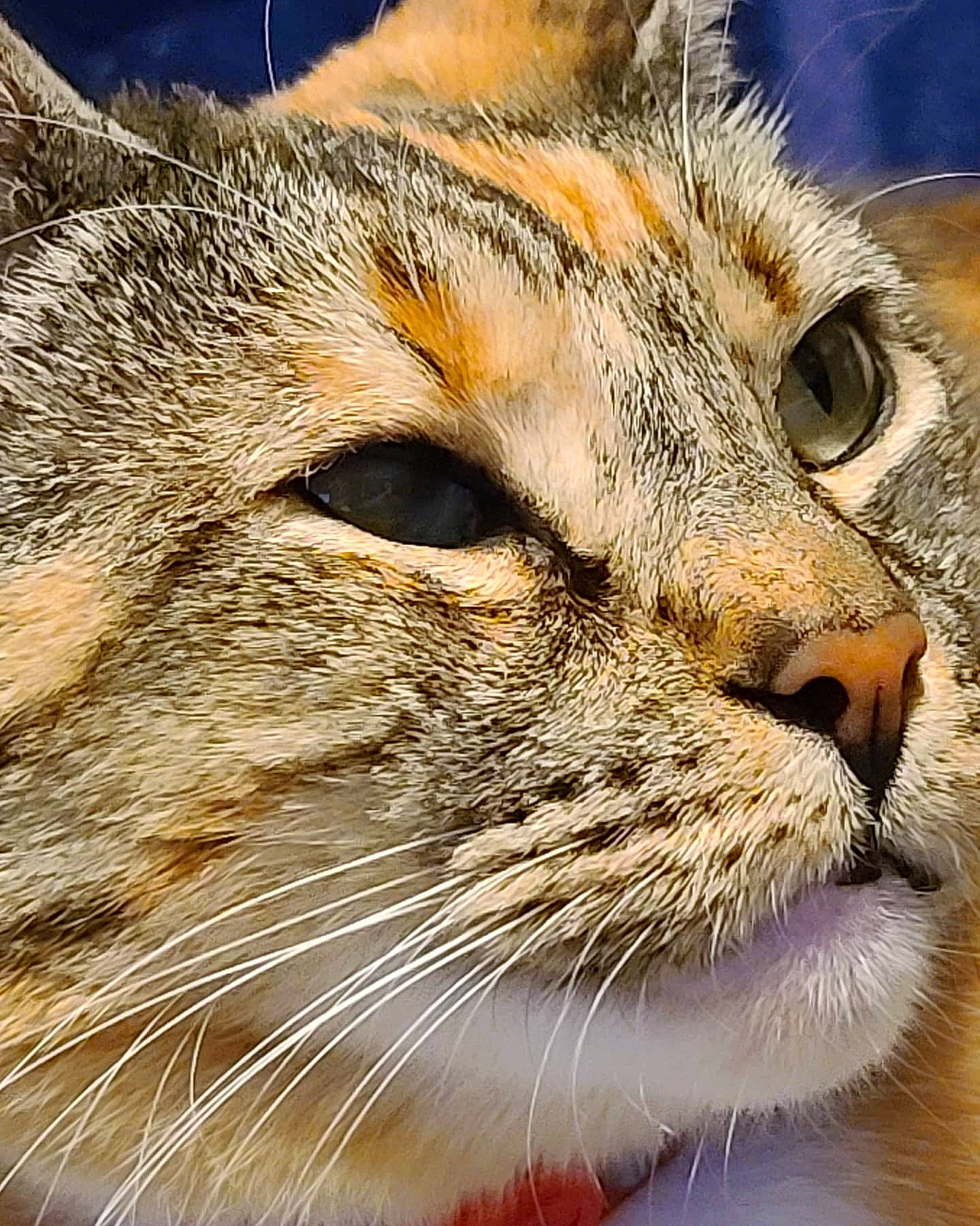 Harleyquinn joined the competition — help win amazing prizes! aegean_cat, asian, carnivore, cat, close_up, domestic_short_haired_cat, dragon_li, european_shorthair, eye, felidae, fur, mammal, nose, photography, small_to_medium_sized_cats, snout, tabby_cat, whiskers, wild_cat, wildlife