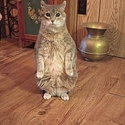 Dixie Doolittle is registered to the contest to win money with this photo: cat, sitting, wooden_floor, cabinet, vase, indoor, feline, fur, pets, home, wood_paneling, curious, eyes, animal, cozy, brown, decor, furniture, domestic_animal, quiet