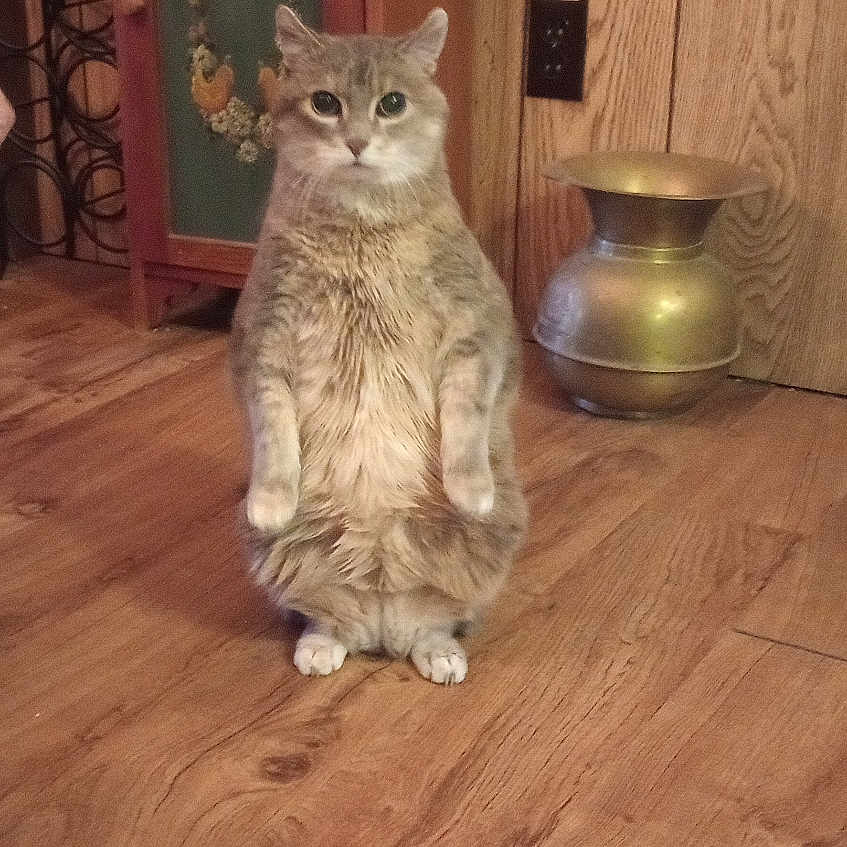 Dixie Doolittle is registered to the contest to win money with this photo: animal, brown, cabinet, cat, cozy, curious, decor, domestic_animal, eyes, feline, fur, furniture, home, indoor, pets, quiet, sitting, vase, wood_paneling, wooden_floor