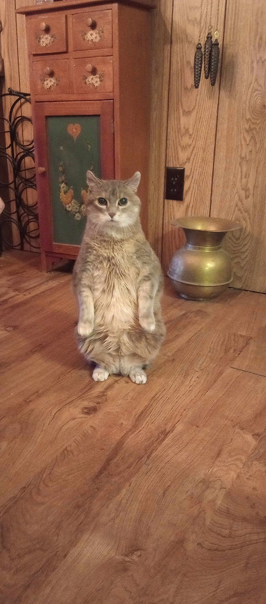 Dixie Doolittle is registered to the contest to win money with this photo: cat, sitting, wooden_floor, cabinet, vase, indoor, feline, fur, pets, home, wood_paneling, curious, eyes, animal, cozy, brown, decor, furniture, domestic_animal, quiet