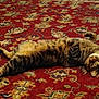 cat, tabby, pet, animal, feline, lying_down, carpet, patterned_carpet, indoor, relaxed, fur, whiskers, paws, looking, resting, home, domestic, cute, striped, lazy