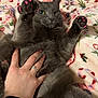 Sage joined the competition — help win amazing prizes! animal, bed, blanket, cat, closeup, cozy, cute, feline, floral_pattern, gray_cat, hand, indoor, nail_caps, paw, pet, pink_nails, playing, relaxing, resting, ring