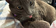 Sage joined the competition — help win amazing prizes! animal, cat, close_up, curious, cute, domestic_cat, feline, fur, gray_cat, indoor, mammal, paw, pet, playful, relaxed, resting, sleepy, soft_blanket, tongue_out, whiskers