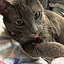 animal, cat, close_up, curious, cute, domestic_cat, feline, fur, gray_cat, indoor, mammal, paw, pet, playful, relaxed, resting, sleepy, soft_blanket, tongue_out, whiskers