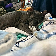 Sage is registered to the contest to win money with this photo: animal, blanket, cat, comfort, cozy, curious, domestic, ears, fur, furniture, gray_cat, household, indoor, laying_down, pet, relaxed, resting, sleepy, soft_texture, whiskers