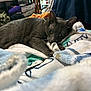 animal, blanket, cat, comfort, cozy, curious, domestic, ears, fur, furniture, gray_cat, household, indoor, laying_down, pet, relaxed, resting, sleepy, soft_texture, whiskers